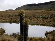 Parque Nacional de los Nevados ordena cierre temporal a turistas: estas son las fechas y las razones