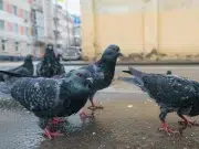 Las aves urbanas le huyen más a las mujeres que a los hombres: un comportamiento que intriga a la ciencia