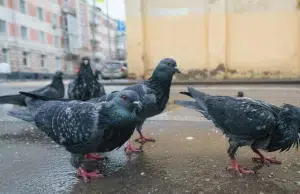 Las aves urbanas le huyen más a las mujeres que a los hombres: un comportamiento que intriga a la ciencia