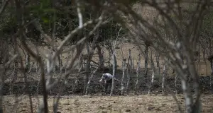 Crece el desgaste frente a la lucha climática: uno de cada cinco colombianos dejó de actuar, revela estudio de Ipsos
