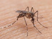México, Estados Unidos y Colombia: el mapa del dengue que preocupa rumbo al Mundial 2026