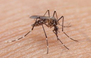 México, Estados Unidos y Colombia: el mapa del dengue que preocupa rumbo al Mundial 2026