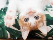 El vómito en gatos: una señal de alerta que no debe normalizarse