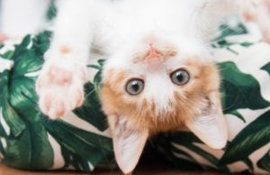 El vómito en gatos: una señal de alerta que no debe normalizarse