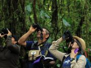 Colombia se proyecta como destino clave de aviturismo en el Global Big Day 2026