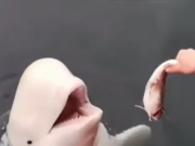 No solo los micos y los elefantes: las ballenas beluga también se reconocen en un espejo y la ciencia se sorprende