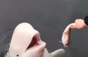 No solo los micos y los elefantes: las ballenas beluga también se reconocen en un espejo y la ciencia se sorprende
