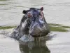 Hipopótamos en Colombia: ¿qué hacer y qué no si se encuentra con uno de estos animales? Sus ataques son mortales