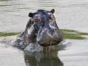 Hipopótamos en Colombia: ¿qué hacer y qué no si se encuentra con uno de estos animales? Sus ataques son mortales