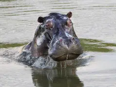 Hipopótamos en Colombia: ¿qué hacer y qué no si se encuentra con uno de estos animales? Sus ataques son mortales