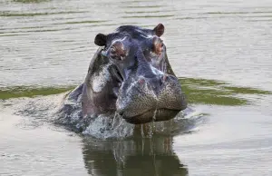 Hipopótamos en Colombia: ¿qué hacer y qué no si se encuentra con uno de estos animales? Sus ataques son mortales