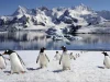 Trivia Maloka | ¿Qué animal tiene la gestación más corta del mundo mamífero?