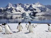 Trivia Maloka | ¿Qué animal tiene la gestación más corta del mundo mamífero?