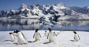 Trivia Maloka | ¿Qué animal tiene la gestación más corta del mundo mamífero?