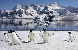 Trivia Maloka | ¿Qué animal tiene la gestación más corta del mundo mamífero?