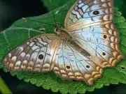 Colombia busca liderar el primer registro global de mariposas con una movilización científica y ciudadana: así puede sumarse