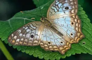 Colombia busca liderar el primer registro global de mariposas con una movilización científica y ciudadana: así puede sumarse