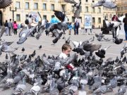 El secreto de la orientación de las palomas no está en su cabeza, está… ¡en el hígado!