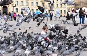 El secreto de la orientación de las palomas no está en su cabeza, está… ¡en el hígado!