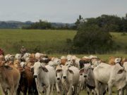 Producir carne de res en Colombia es dos veces más contaminante que el promedio mundial, advierte estudio