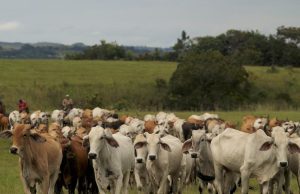 Producir carne de res en Colombia es dos veces más contaminante que el promedio mundial, advierte estudio
