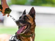 ¿Qué hacer si mi perro no quiere salir a pasear? causas y soluciones para recuperar la rutina