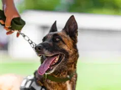 ¿Qué hacer si mi perro no quiere salir a pasear? causas y soluciones para recuperar la rutina