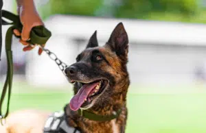 ¿Qué hacer si mi perro no quiere salir a pasear? causas y soluciones para recuperar la rutina