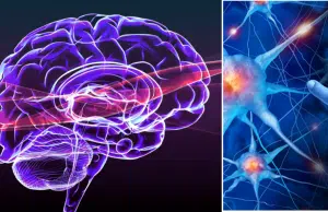 El ‘plan de entrenamiento’ que todos olvidamos: por qué el cerebro aprende más cuando es feliz