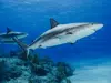 Trivia Maloka | ¿Cuántos tiburones mueren al año debido a la pesca humana?