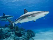 Trivia Maloka | ¿Cuántos tiburones mueren al año debido a la pesca humana?