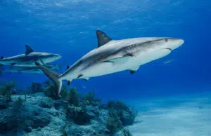 Trivia Maloka | ¿Cuántos tiburones mueren al año debido a la pesca humana?