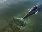 Timmy, la ballena jorobada, recobra su libertad y ya navega por el mar del Norte