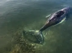 Timmy, la ballena jorobada, recobra su libertad y ya navega por el mar del Norte