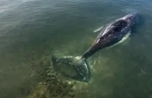 Timmy, la ballena jorobada, recobra su libertad y ya navega por el mar del Norte