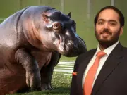 Así sería la logística millonaria para trasladar los hipopótamos de Colombia a la India: se conoció parte del plan de Anant Ambani