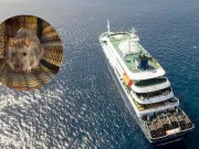 ¿Qué tan peligroso y contagioso es el hantavirus? Alerta de la OMS tras casos en crucero