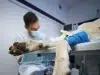 Alerta por procedimientos sin anestesia en mascotas: prácticas “baratas” que pueden costarles la vida