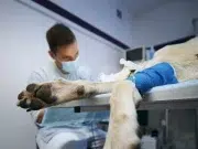 Alerta por procedimientos sin anestesia en mascotas: prácticas “baratas” que pueden costarles la vida
