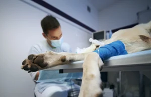Alerta por procedimientos sin anestesia en mascotas: prácticas “baratas” que pueden costarles la vida