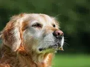 Conocer el origen genético de los perros impulsa cuidados más personalizados y preventivos