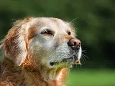 Conocer el origen genético de los perros impulsa cuidados más personalizados y preventivos