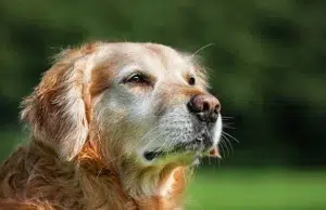 Conocer el origen genético de los perros impulsa cuidados más personalizados y preventivos