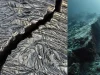 Científicos captan por primera vez la ruptura de una placa tectónica bajo el océano frente a Canadá: así se fragmenta y termina su hundimiento
