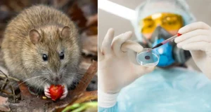 Moderna realiza investigaciones sobre una vacuna para los hantavirus en coordinación con el Instituto de Investigación Médica del Ejército de EE. UU.