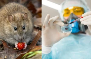 Moderna realiza investigaciones sobre una vacuna para los hantavirus en coordinación con el Instituto de Investigación Médica del Ejército de EE. UU.