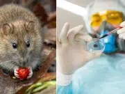 Hantavirus, contagios y noticias de última hora del brote hoy 19 de mayo: pese al bajo riesgo, la OMS pide seguir vigilando a pasajeros y tripulación