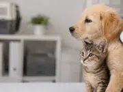 ¿Cómo funciona la Ley que exige microchip obligatorio para adoptar perros y gatos? La medida con la que España busca reforzar la protección animal