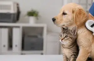 ¿Cómo funciona la Ley que exige microchip obligatorio para adoptar perros y gatos? La medida con la que España busca reforzar la protección animal
