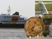 La OMS aclara que el hantavirus no es lo mismo que el coronavirus y descarta, por ahora, que pueda propagarse por todo el mundo